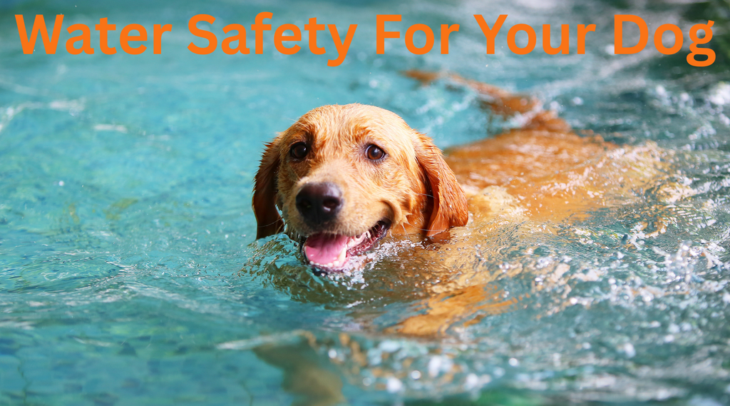 Dog Life Jacket Safety: Protecting Your Furry Family Member Around Water